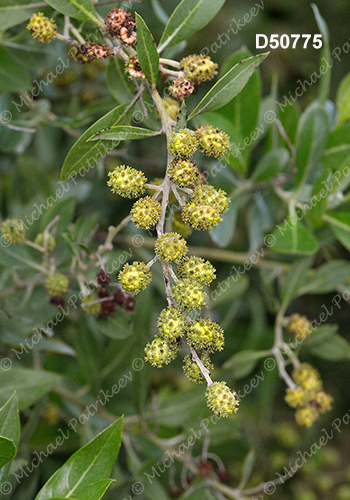 Green Buttonwood (Conocarpus erectus)